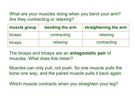 Y8 Humans 04 antagonistic muscles