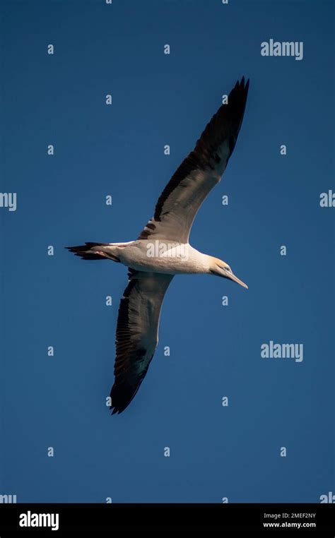 Cape Gannet Morus Capensis Flying Port St Johns Wild Coast Eastern