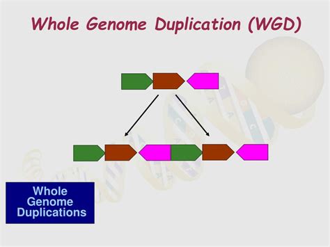 Ppt Genome Rearrangements From Biological Problem To Combinatorial