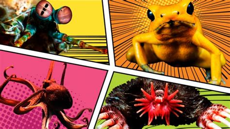 Extraordinary Animals With Real Superpowers Cbbc Bbc