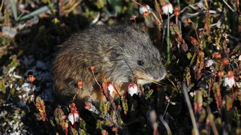 The Truth Is Lemmings Have Never Been Known To Jump Off Cliffs Cbc News