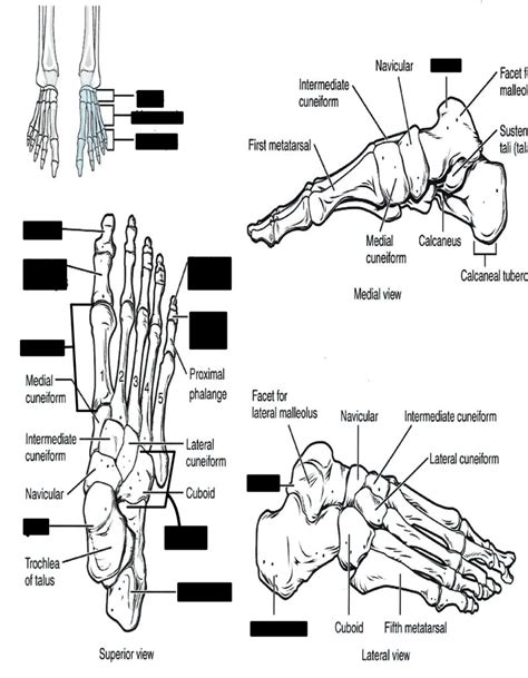 Anatomy Foot Diagram Diagram | Quizlet