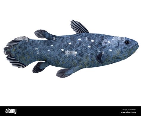 Coelacanth fish hi-res stock photography and images - Alamy