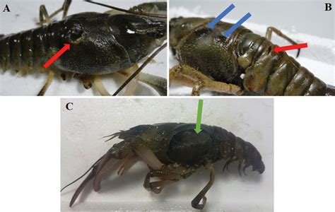 Black Gill Disease Symptoms Observed In Wild Narrow Clawed Crayfish