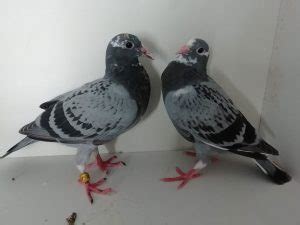 The History Of Pigeon Racing From Ancient Times To Modern Day