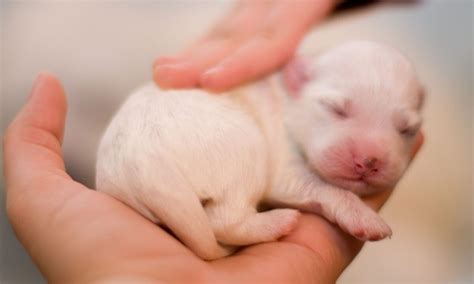 C Mo Cuidar Cachorros Reci N Nacidos De Perro Para Que Salgan Adelante