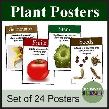 Plant Posters By Dr Dave S Science Teachers Pay Teachers