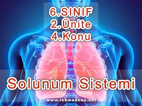 Bölüm 4 Solunum Sistemi Ders Notu Konu Özeti 1 6 Sınıf 2 Ünite