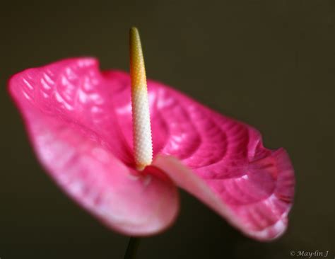 Wallpaper Quote Red Pink Spring Leaf Flower Flora Petal