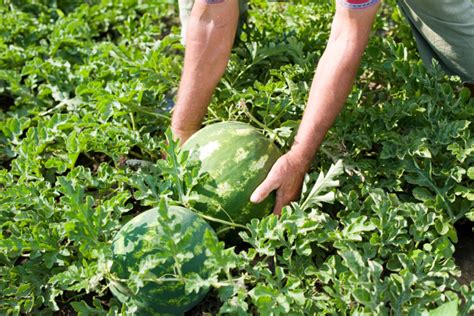 Melonen Pflanzen So Gelingt Der Anbau Im Garten