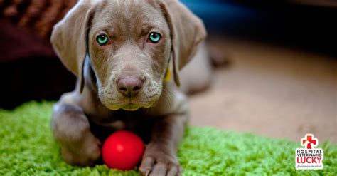 Puede Un Perro Pasar Una Obstrucción Intestinal