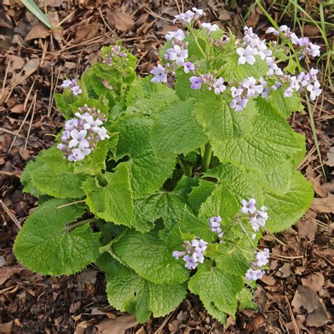 Wilde Judaspenning Lunaria Rediviva