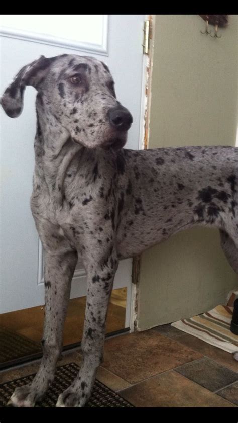 Great Dane Early Queen