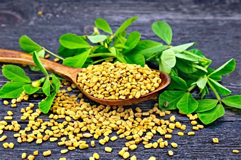 Fenugreek and Diabetes - Blood Sugar Levels Effects & Metabolism