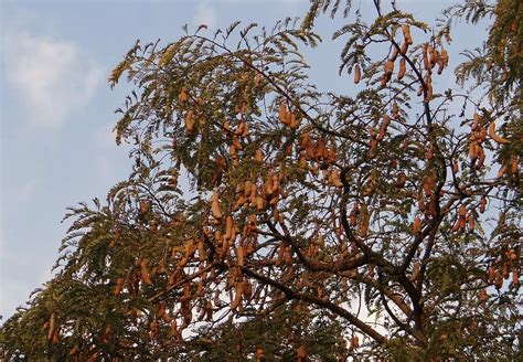 HD wallpaper: Tamarind Tree, Tamarindus Indica, fruit, sour, medicinal ...