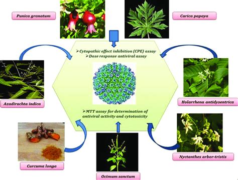 Twenty Four Extracts Of Seven Plants Were Screened For Their Antiviral