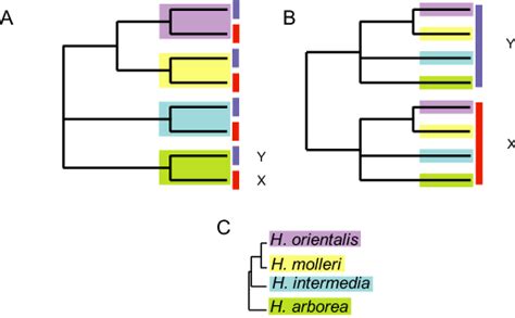 Hypothetical Gene Trees Illustrate Alternative Scenarios Of Hyla Sex Download Scientific