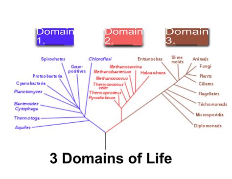 The Taxonomic Hierarchy Diagram