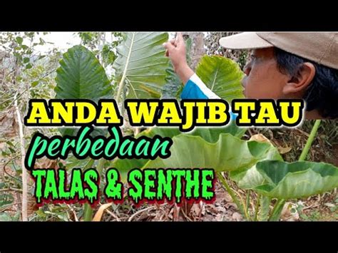 Anda Wajib Tau Perbedaan Talas Dan Senthe Youtube