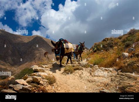 Donkey Trail To Ancient Thera On The Island Of Santorini In The Aegean