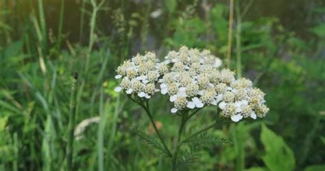 Common Yarrow Or Achillea Millefolium Is A Colorful Easy To Grow