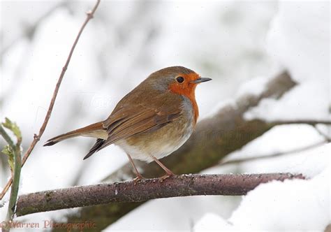 Robin in snow photo WP22627