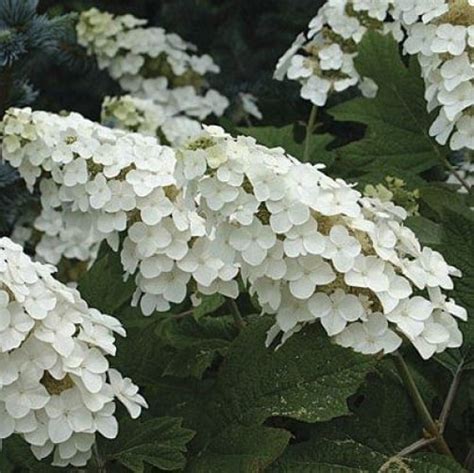 Oakleaf Hydrangea Pruning Guide