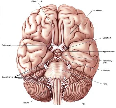 Ventral View Of Brain Diagram