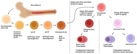 Ijms Free Full Text Marginal Zone B Cell Populations And Their