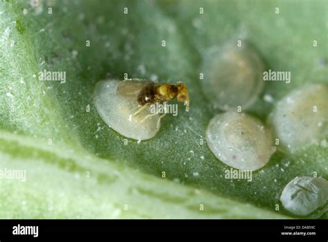 Parasitoid Wasp Eggs High Resolution Stock Photography and Images - Alamy