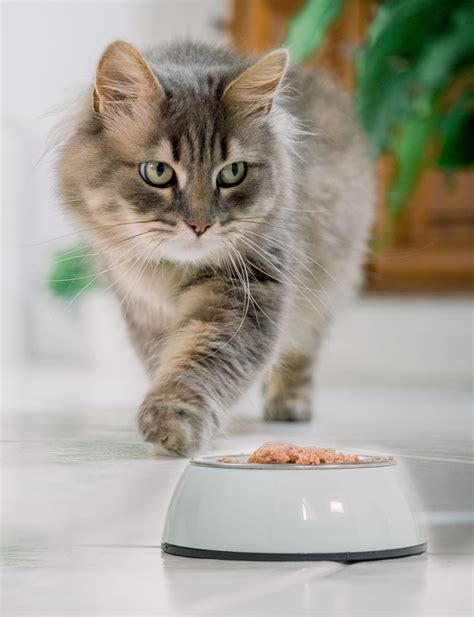 Il Comportamento Del Gatto 8