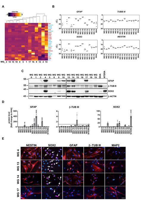 Stemness And Differentiation Markers Across Primary Cell Cultures A