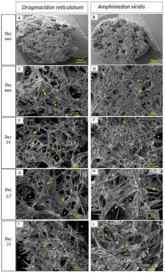 Jfb Free Full Text Different Species Of Marine Sponges Diverge In