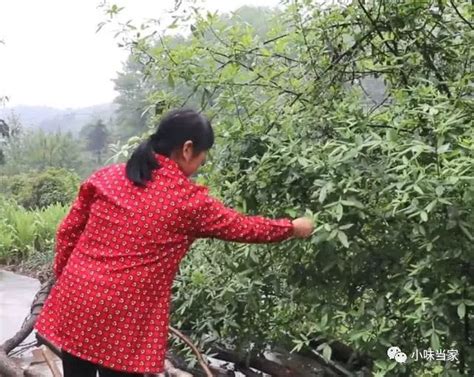 一种自带香味的叶子，农村大妈摘来油炸，吃着味道比花椒还香凤凰网