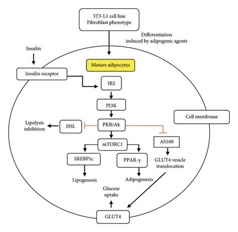 The Insulin Signaling Pathway In Adipocytes Mature 3t3 L1 Cell Lines