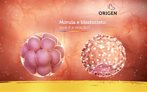 M Rula E Blastocisto Qual A Rela O Cl Nica Origen Fertiliza O