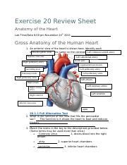 Bio Exercise 20 Docx Exercise 20 Review Sheet Anatomy Of The Heart