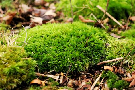 How To Get Rid Of Moss In Your Lawn