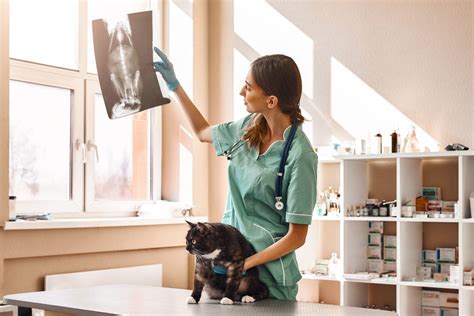 How To Become A Veterinary Nurse A Rewarding Career With Learning