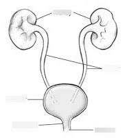 Chapter Urinary System The Urinary Tract Diagram Quizlet