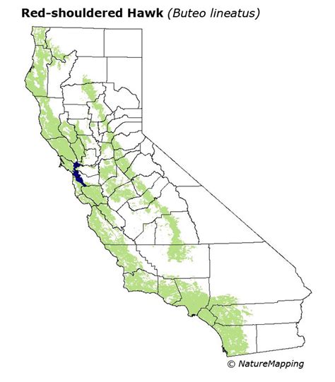 California Distribution Map - Red-shouldered Hawk (Buteo lineatus)