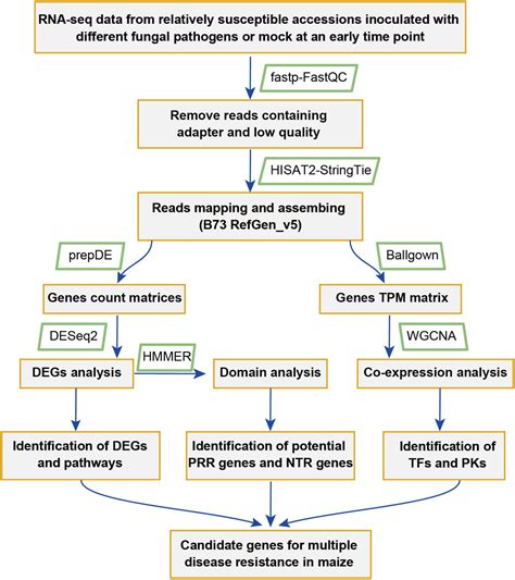 Frontiers Comparative Transcriptome Meta Analysis Reveals A Set Of