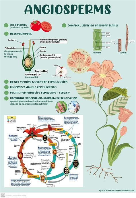 Angiosperms Infographic Biology Plants Study Biology Learn Biology