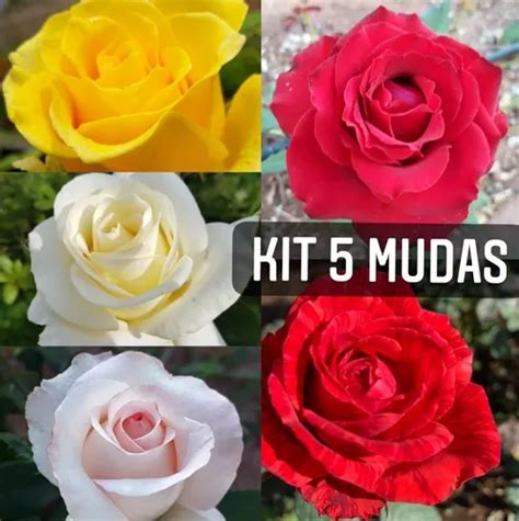 Kit De Mudas De Rosas Enxertadas Parcelamento Sem Juros