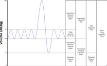 Lung volumes - Wikipedia