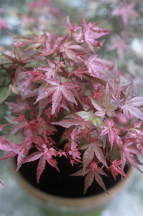 Japanese Maple Acer Beni Maiko Photograph By Maxine Adcock Pixels