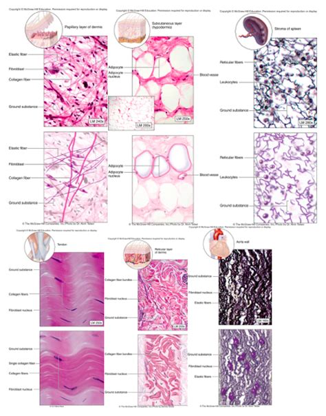 Chapter Connective Tissue Proper Diagram Quizlet