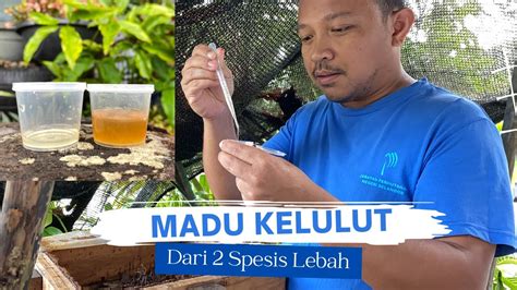 Menuai Madu Kelulut Spesis Terminata Itama YouTube