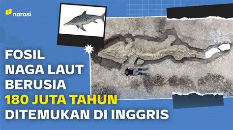 Fosil Naga Laut Berusia Juta Tahun Ditemukan Di Inggris Narasi Tv