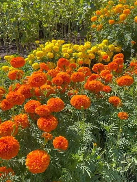 Are Marigolds Perennials Flower Patch Farmhouse